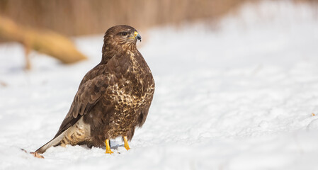 Common Buzzard in early spring at a wet forest