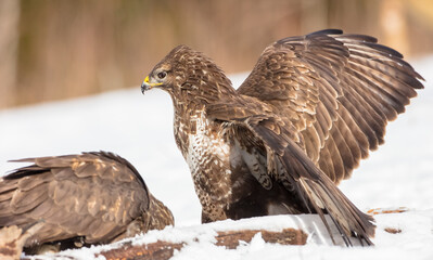 Common Buzzard  - two birds in early spring at a wet forest