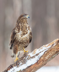 Common Buzzard in early spring at a wet forest