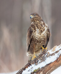 Common Buzzard in early spring at a wet forest