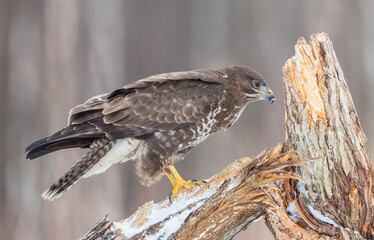 Common Buzzard in early spring at a wet forest