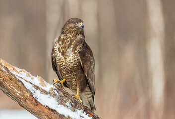 Common Buzzard in early spring at a wet forest