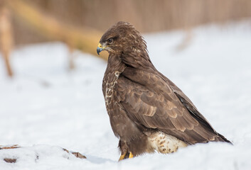 Common Buzzard in early spring at a wet forest