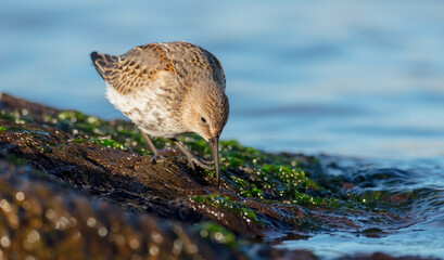 Dunlin - young bird at a seashore on the autumn migration way