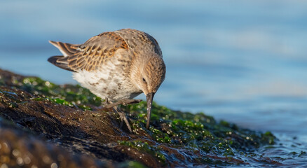 Dunlin - young bird at a seashore on the autumn migration way