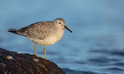 Red Knot - on the autumn migration way at a seashore