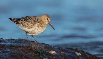 Dunlin - young bird at a seashore on the autumn migration way