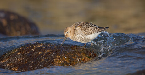 Dunlin - young bird at a seashore on the autumn migration way