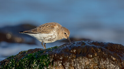 Dunlin - young bird at a seashore on the autumn migration way