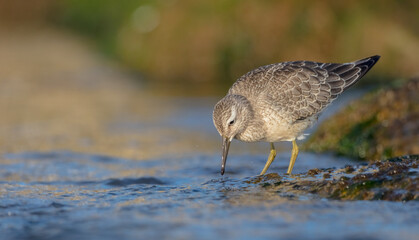 Fototapeta premium Red Knot - on the autumn migration way at a seashore