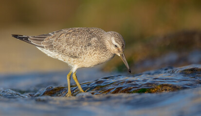 Red Knot - on the autumn migration way at a seashore