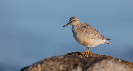 Red Knot - on the autumn migration way at a seashore