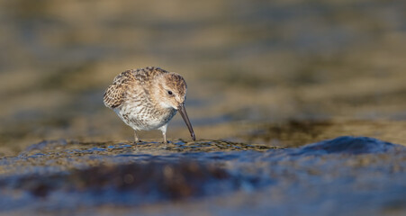 Dunlin - young bird at a seashore on the autumn migration way