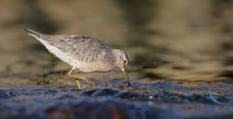 Red Knot - on the autumn migration way at a seashore
