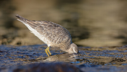 Red Knot - on the autumn migration way at a seashore