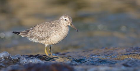 Red Knot - on the autumn migration way at a seashore