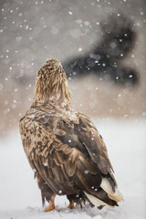 The white-tailed eagle - adult male - in early spring at the wet forest during the snowstorm