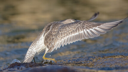 Red Knot - on the autumn migration way at a seashore