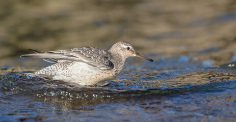 Red Knot - on the autumn migration way at a seashore