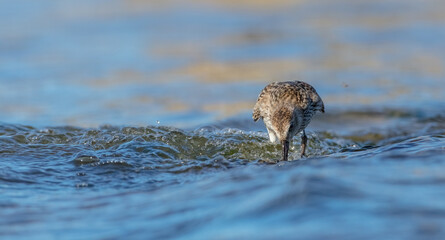 Dunlin - young bird at a seashore on the autumn migration way