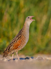 Corn crake - male bird at a meadow in the beginning of the summer