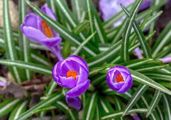 Crocuses in bloom. Close up of the head of several crocuses or croci. Macro photography of purple...