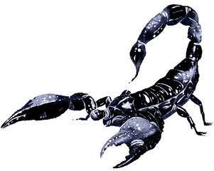 Watercolor scorpion illustration.Exotic scorpion wild insect.Astrology scorpio zodiac sign.Dangerous poisonous animal. - obrazy, fototapety, plakaty