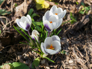 White spring crocus flowers