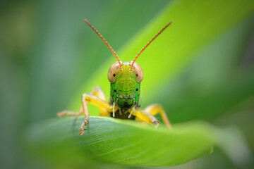 grasshopper on a leaf