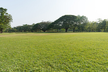  Grass and green trees in beautiful park