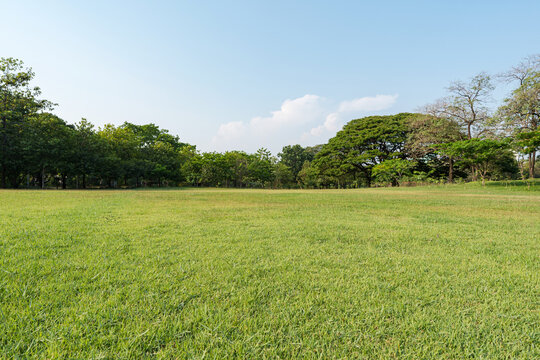  Grass and green trees in beautiful park