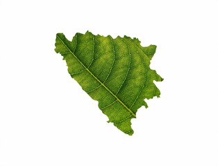 Bosnia and Herzegovina map made of green leaves on white background, ecology concept