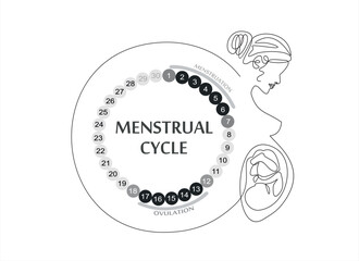 Menstrual cycle. Female calendar planner design.Continuous One line of pregnant woman with embryo silhouette on white background. The concept of Menstrual cycle, new life