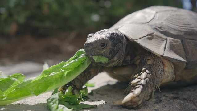 Pet turtle eating lettuce salad on stone paved terrace, slow motion