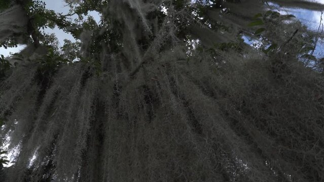 ceiba tree with mosses Tilladesia gallineral park san gil colombia