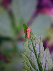 soldier beetle on a leaf