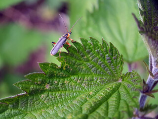 beetle on a leaf