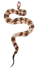 Rattlesnake with watercolor.Snake illustration painted with watercolors.Poisonous and dangerous reptiles.