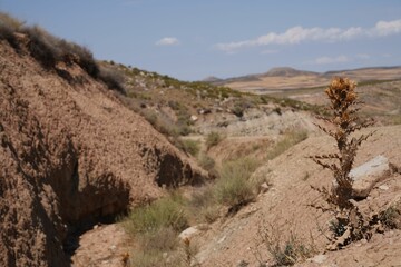 Dried plant in a deserted area landscape
