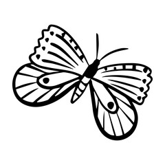 hand drawn butterfly element