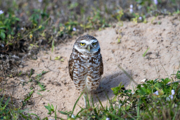 Burrowing owl near their nest. Before laying eggs, Burrowing Owls carpet the entrances to their...