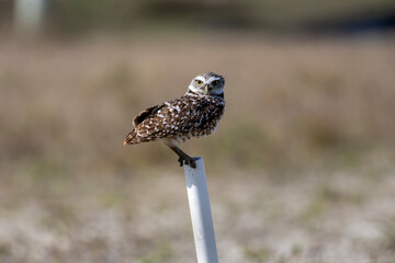 Burrowing owl near their nest. Before laying eggs, Burrowing Owls carpet the entrances to their homes with animal dung, which attracts dung beetles and other insects that the owls then catch and eat