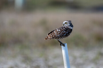 Burrowing owl near their nest. Before laying eggs, Burrowing Owls carpet the entrances to their homes with animal dung, which attracts dung beetles and other insects that the owls then catch and eat