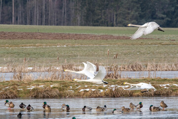 Singschwäne Flug