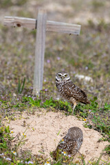 Burrowing owl near their nest. Before laying eggs, Burrowing Owls carpet the entrances to their homes with animal dung, which attracts dung beetles and other insects that the owls then catch and eat