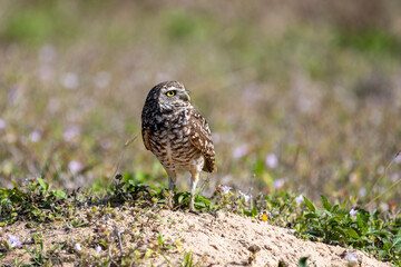 Burrowing owl near their nest. Before laying eggs, Burrowing Owls carpet the entrances to their...