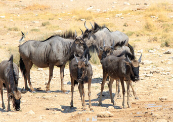 Small herd of Wildebeest congregated in a group on the dry African savannah in Namibia