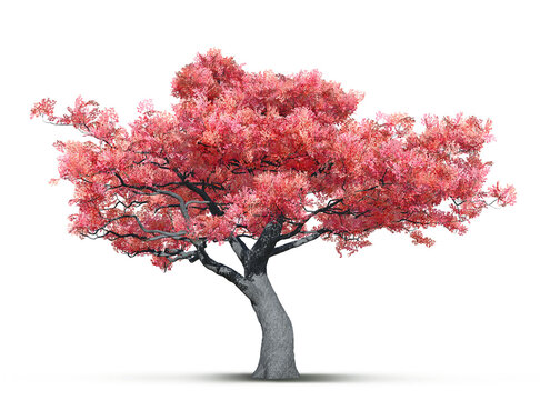 fantasy sakura tree in bloom isolated on white background 3D illustration, transparent background, png