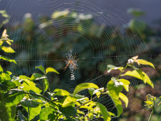 A spider in the center of a circular trapping net among branches with leaves. Sunny natural background with wasp spider.