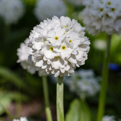 Primula denticulata alba in spring garden